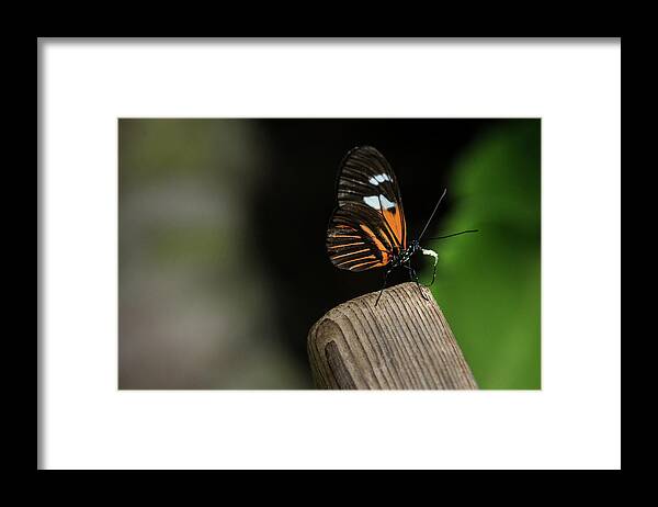Butterfly Framed Print featuring the photograph 1378 by Teresa Blanton