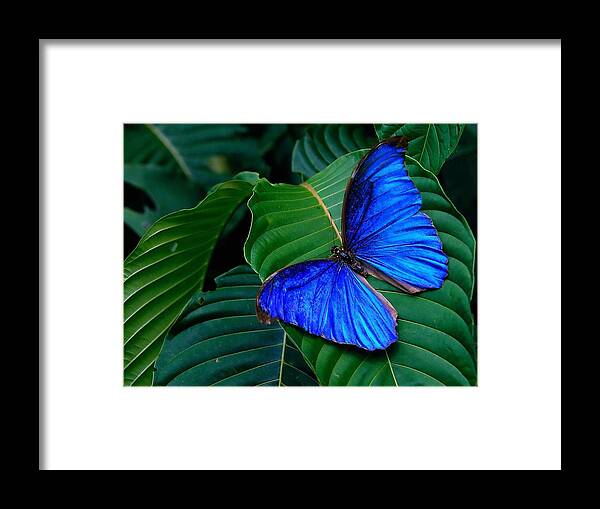 Butterfly Framed Print featuring the photograph Butterfly #15 by Mariel Mcmeeking