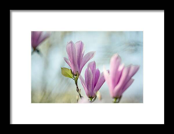 Magnolia Framed Print featuring the photograph Magnolia Flowers #15 by Nailia Schwarz