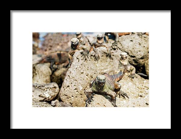 Marine Iguana Framed Print featuring the photograph Marine Iguana on Galapagos Islands #15 by Marek Poplawski