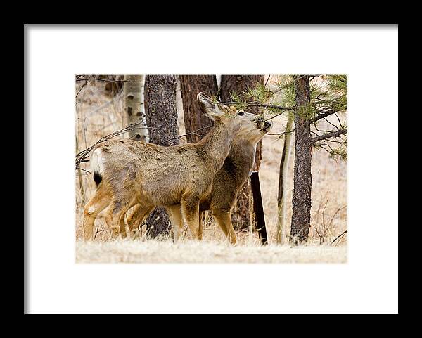 Animals Framed Print featuring the photograph Mule Deer in the Pike National Forest of Colorado #15 by Steven Krull