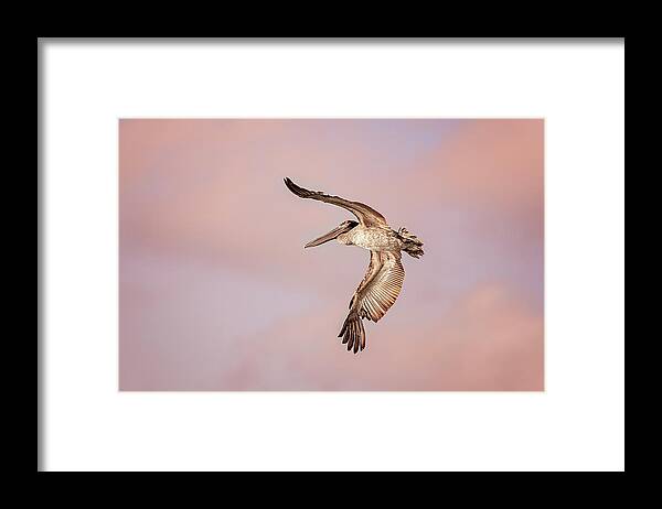 Aqua Framed Print featuring the photograph Pelican #15 by Peter Lakomy