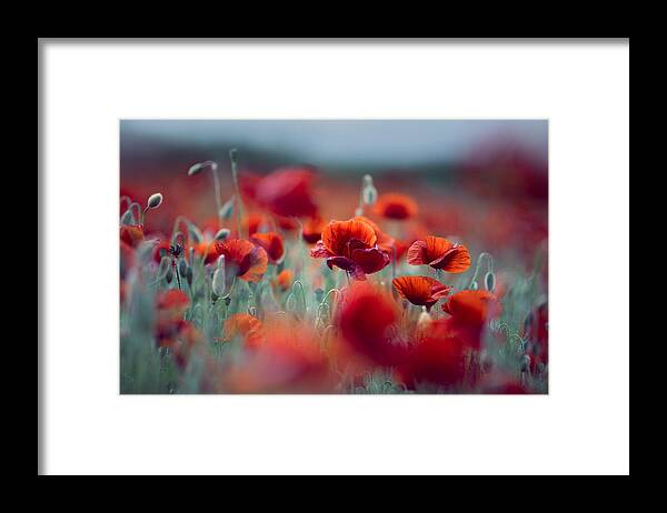 Poppy Framed Print featuring the photograph Summer Poppy Meadow #15 by Nailia Schwarz