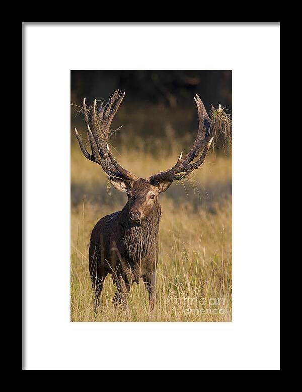 Red Deer Framed Print featuring the photograph 150501p369 by Arterra Picture Library