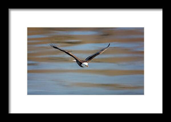 Illinois Framed Print featuring the photograph Bald Eagle #16 by Peter Lakomy