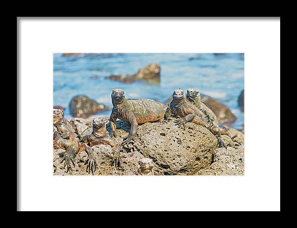 Marine Iguana Framed Print featuring the photograph Marine Iguana on Galapagos Islands #16 by Marek Poplawski