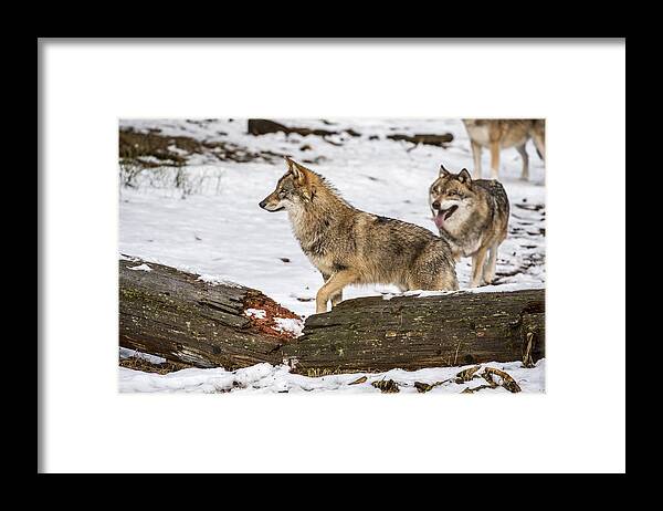 Gray Wolf Framed Print featuring the photograph Hunting wolf pack by Arterra Picture Library