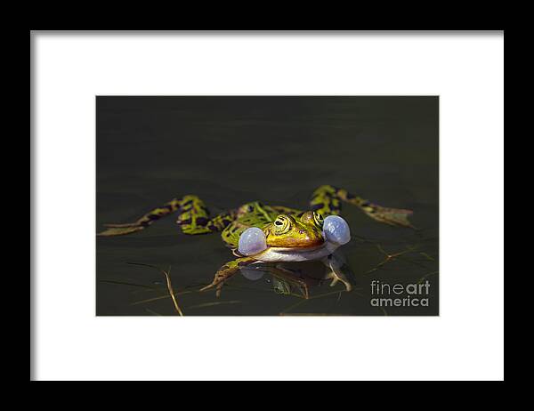 Edible Frog Framed Print featuring the photograph Croaking frog by Arterra Picture Library