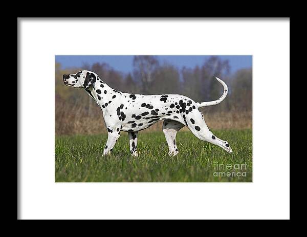 Dalmatian Framed Print featuring the photograph 160304p168 by Arterra Picture Library