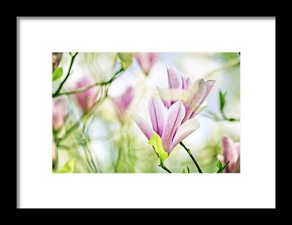 Magnolia Framed Print featuring the photograph Magnolia Flowers #18 by Nailia Schwarz