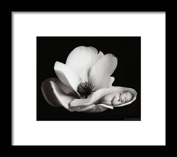 Black And White Framed Print featuring the photograph Violet in a Magnolia by Anne Geddes