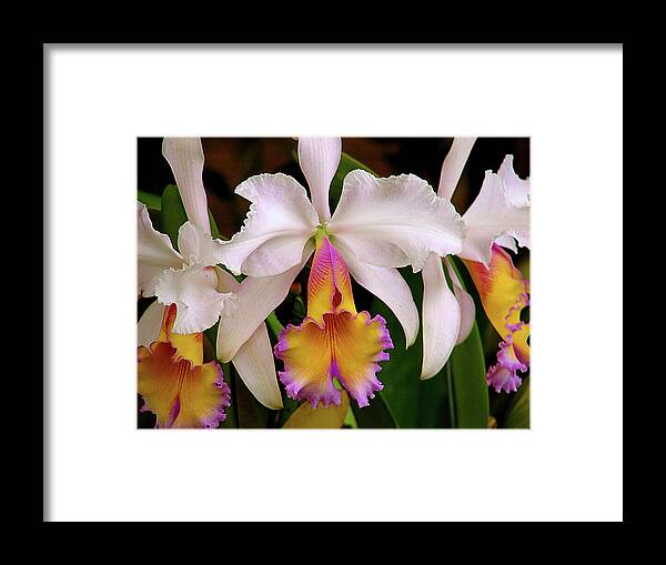Flowers Framed Print featuring the photograph 180 Degrees by Blair Wainman
