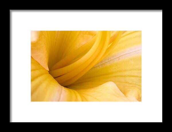 Flower Framed Print featuring the photograph Flower #185 by Mariel Mcmeeking