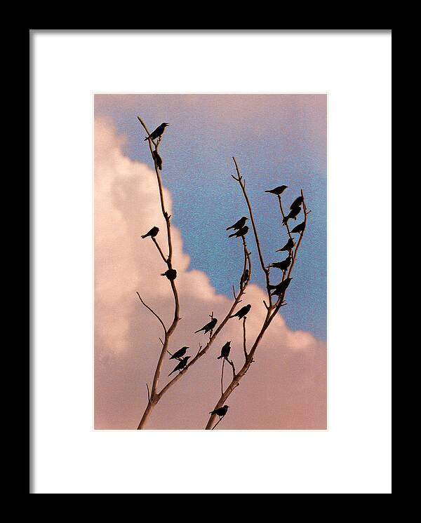 Birds Framed Print featuring the photograph 19 Blackbirds by Steve Karol