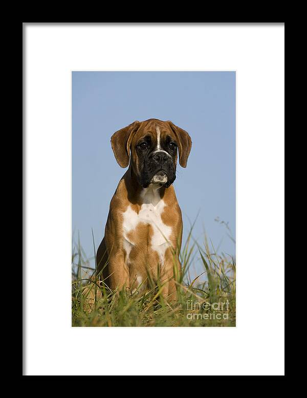 Boxer Framed Print featuring the photograph Boxer Puppy #19 by Jean-Louis Klein & Marie-Luce Hubert
