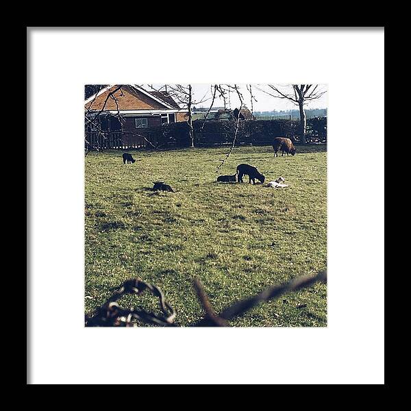 Sheep Framed Print featuring the photograph 19. First Sights Of Spring #lambs #baby by Emma Gillett