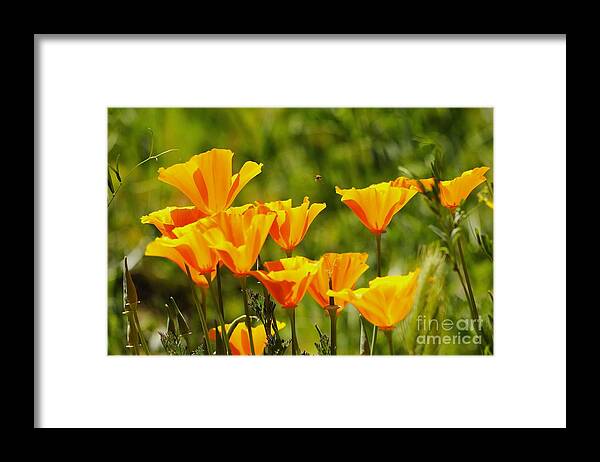Poppies Framed Print featuring the photograph Poppies #19 by Marc Bittan