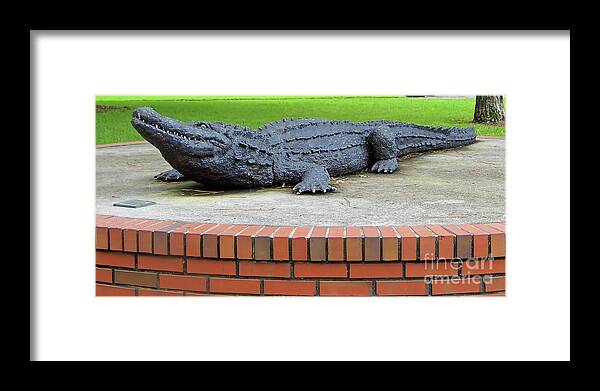 The Swamp Framed Print featuring the photograph 1997 Bull Gator by D Hackett