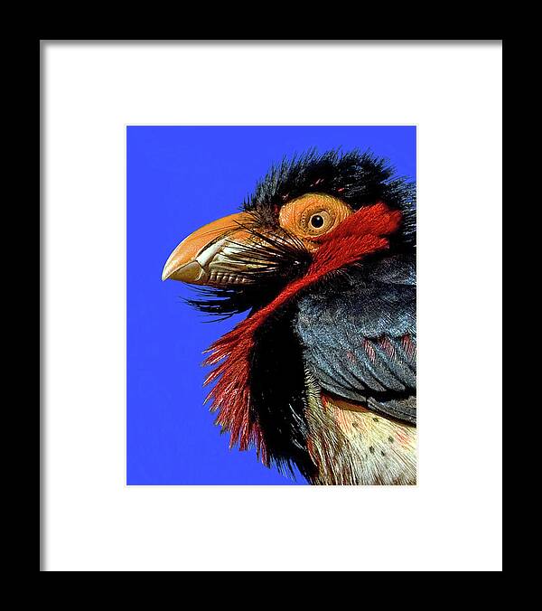 African Bearded Barbet Framed Print featuring the photograph African Bearded Barbet #2 by Larry Linton