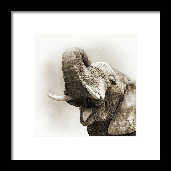Animal Framed Print featuring the photograph African Elephant Closeup Square by Good Focused