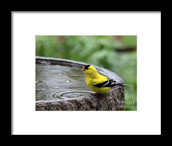Nature Framed Print featuring the photograph American Goldfinch #2 by Jack R Brock