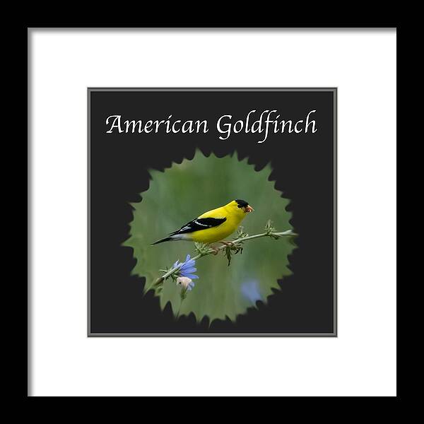 American Goldfinch Framed Print featuring the photograph American Goldfinch by Holden The Moment