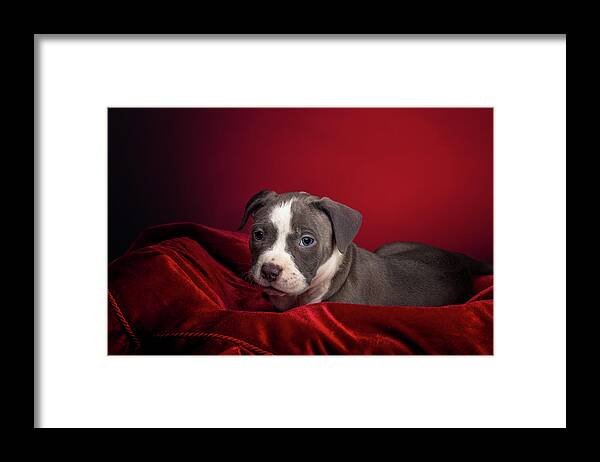 Adorable Framed Print featuring the photograph American Pitbull Puppy by Peter Lakomy