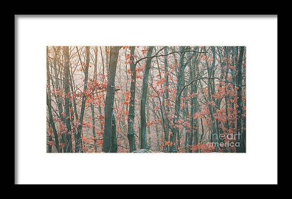 Landscape Framed Print featuring the photograph Autumn forest #2 by Jelena Jovanovic