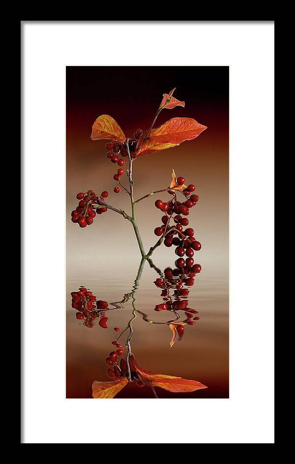 Leafs Framed Print featuring the photograph Autumn leafs and red berries #2 by David French