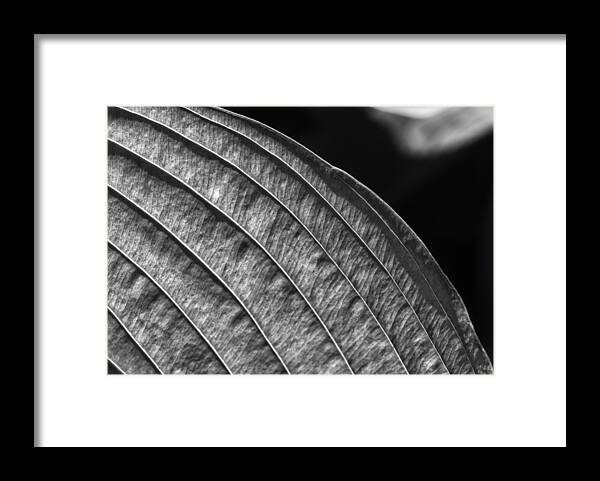 Back Lit Leaf Framed Print featuring the photograph Back Lit Leaf #2 by Robert Ullmann