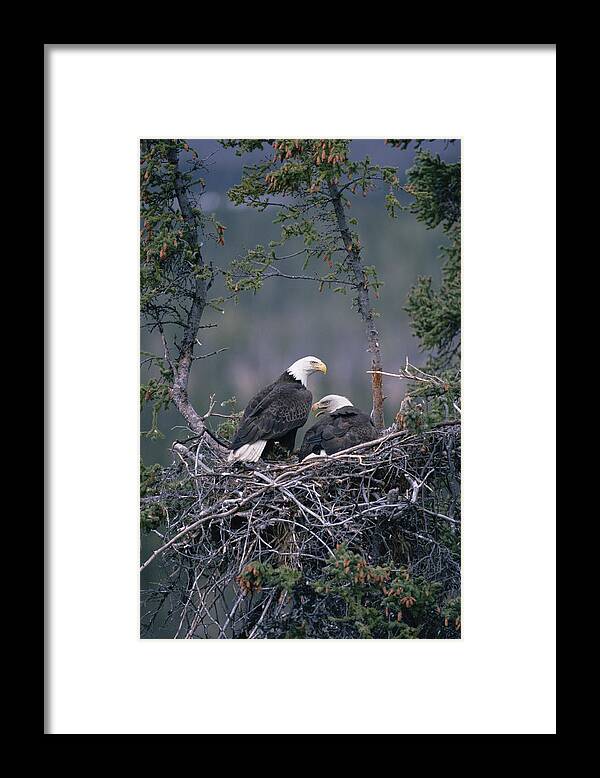 Mp Framed Print featuring the photograph Bald Eagle Haliaeetus Leucocephalus #2 by Michael Quinton