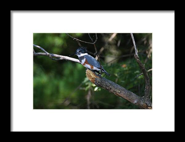  Framed Print featuring the photograph Belted Kingfisher #2 by Brook Burling