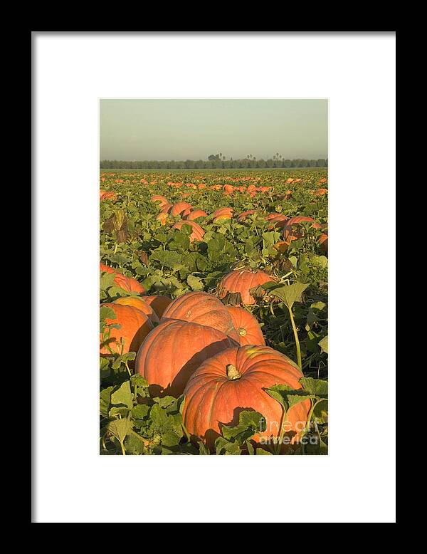 Pumpkins Framed Print featuring the photograph Big Mac Pumpkins In A Field #2 by Inga Spence
