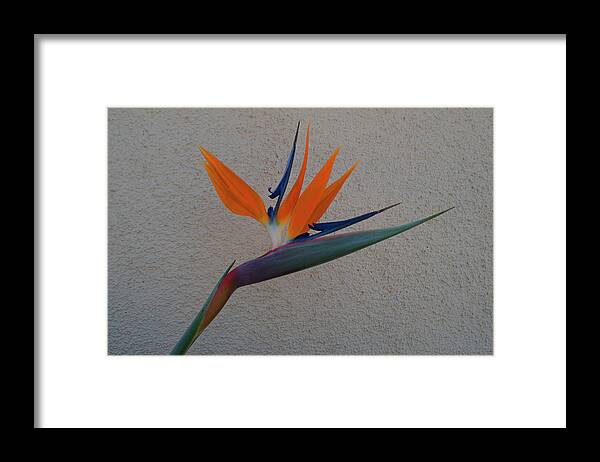 2010071600149 Framed Print featuring the photograph Bird Of Paradise 2010071600149 by Robert Braley
