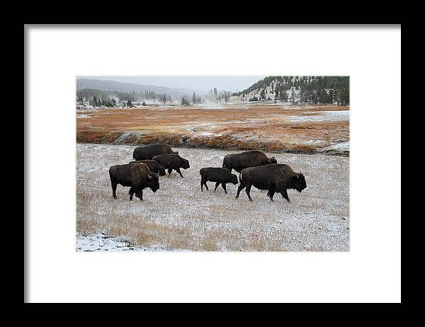 Yellowstone Framed Print featuring the photograph Bison in Yellowstone National Park #2 by Pierre Leclerc Photography