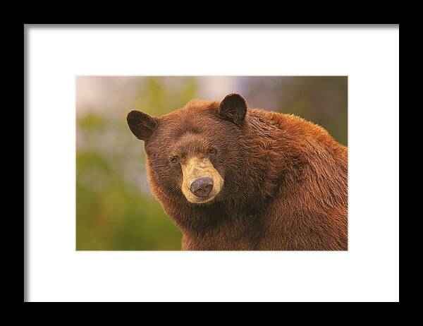Animal Framed Print featuring the photograph Black Bear #2 by Brian Cross