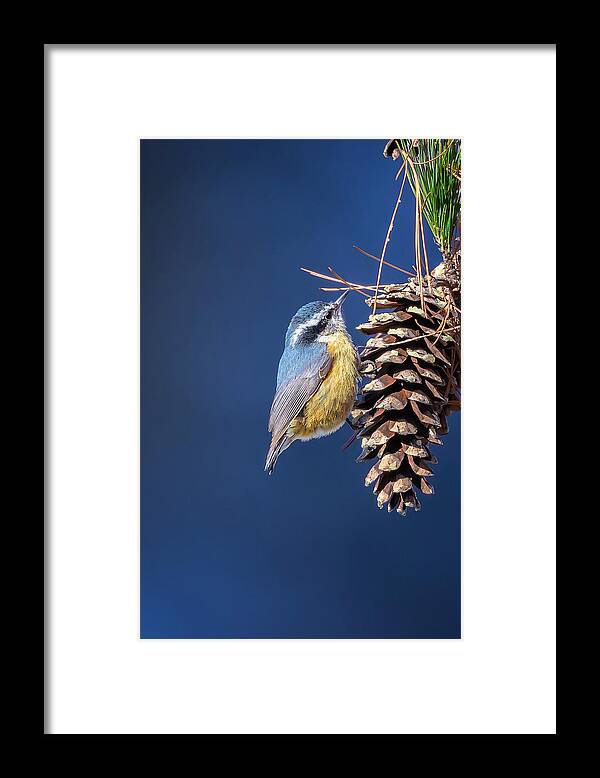 Adorable Framed Print featuring the photograph Black-capped Chickadee #2 by Peter Lakomy