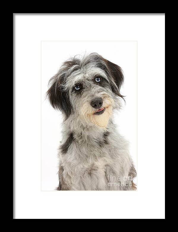 Nature Framed Print featuring the photograph Blue Merle Cadoodle #2 by Mark Taylor