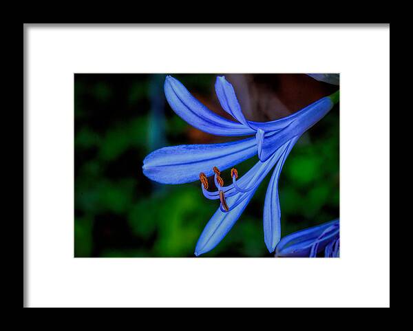 Art Prints Framed Print featuring the photograph Blue Velvet #2 by Dave Bosse