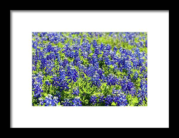 Austin Framed Print featuring the photograph Bluebonnets #2 by Raul Rodriguez