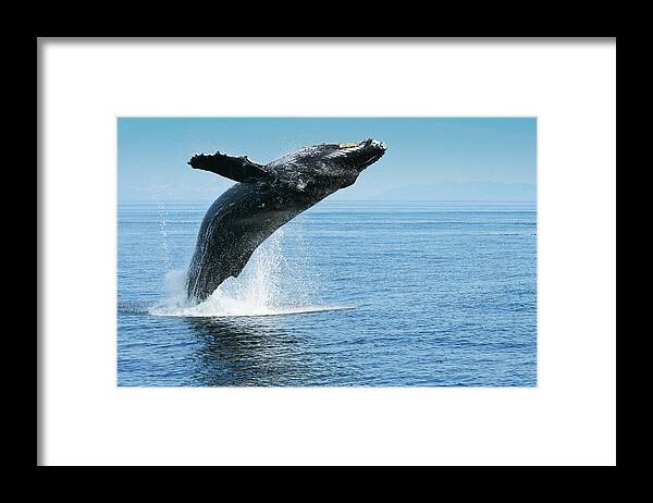 Alaska Framed Print featuring the photograph Breaching humpback whales Happy-1 by Dorothy Darden