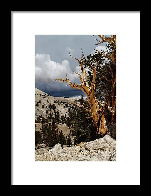 Bristlecone Pine Framed Print featuring the photograph Bristlecone Pine 4 by Duncan Selby