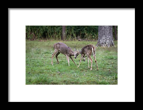 Buck Framed Print featuring the photograph 2 Bucks Fighting by Andrea Silies