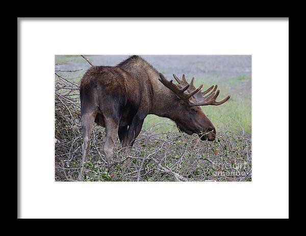 Alaska Framed Print featuring the photograph Bull Moose #2 by Steve Javorsky