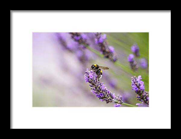 Lavender Framed Print featuring the photograph Bumblebee and Lavender #2 by Nailia Schwarz