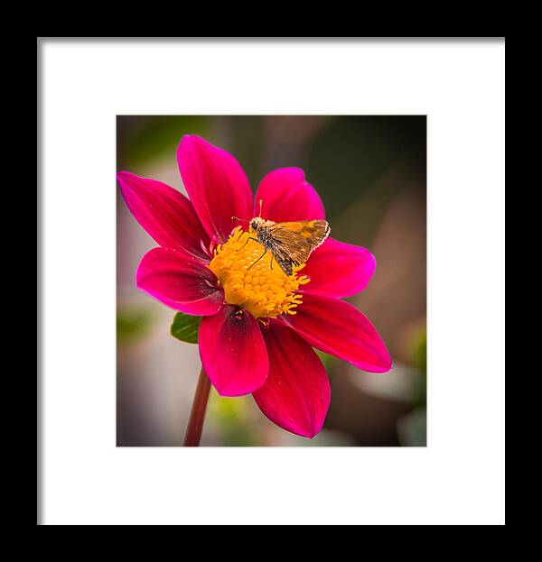 Flower Framed Print featuring the photograph Butterfly #2 by Jerry Cahill