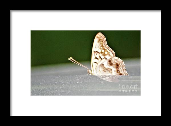 Butterflies Framed Print featuring the photograph Butterfly on my car5 #2 by Merle Grenz
