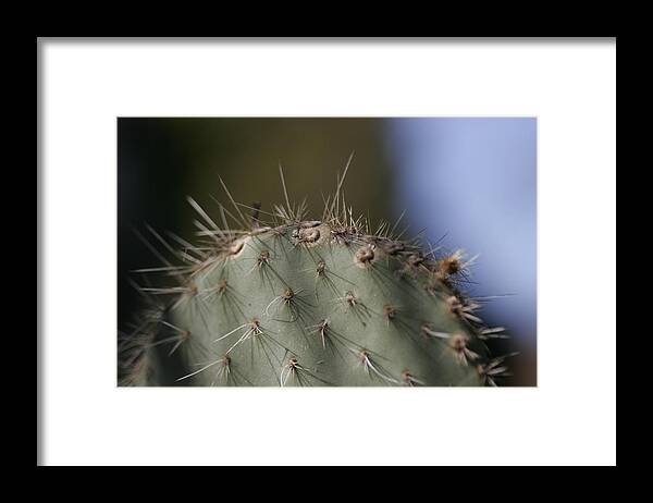 Flower Framed Print featuring the photograph Cactus #2 by Masami Iida