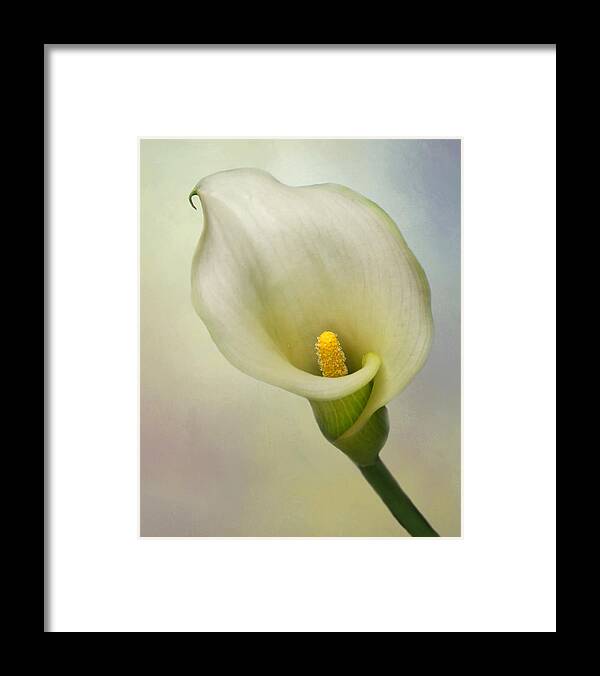 Bloom Framed Print featuring the photograph Calla Lily #2 by David and Carol Kelly