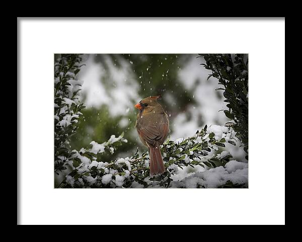 Bird Framed Print featuring the photograph Cardinal in Snow #2 by David Kay